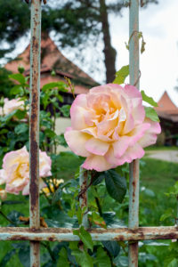 Rose at wrought-iron fence of a castle grounds Rose at wrought-iron fence of a castle grounds
